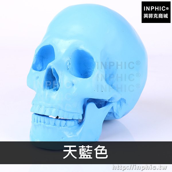 INPHIC-美術臨摹模擬1:1人頭骨模型醫療實驗道具樹脂骷髏頭醫學模型醫學頭骨模型醫學教具-天藍色