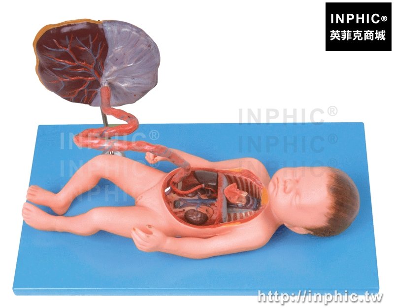 INPHIC-胎盤臍帶足月胎兒胎兒血液迴圈模型醫療實驗道具內臟器官醫學模型