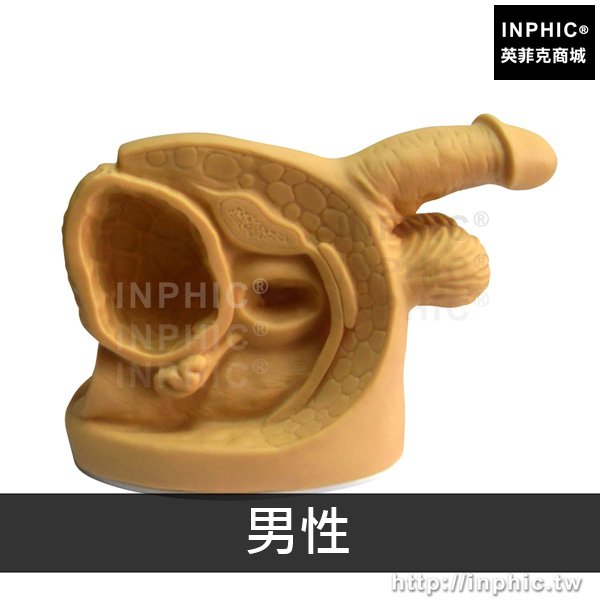 INPHIC-男性內外生殖器解剖模型簡易導尿模型醫療實驗道具生殖器導尿模型醫學模型-男性