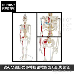 INPHIC-醫學模型醫療道具人體骨骼模型可活動有支架骷髏骨架教學模型-85CM懸掛式帶神經跟椎間盤及肌肉著色