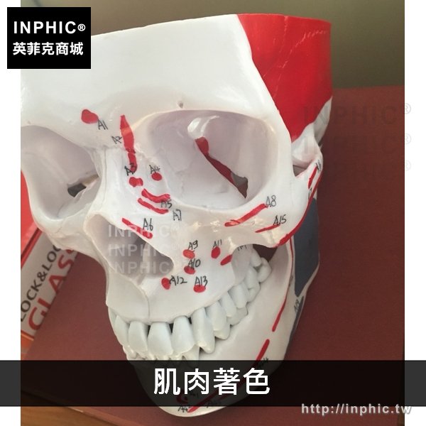 INPHIC-醫學模型醫學模擬骷髏一比一教學模型醫療實驗道具人頭骨模型頭顱骨解剖標本-肌肉著色