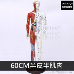 INPHIC-男女銅人針灸醫學模型人體經絡模型穴位模型中醫美人體模型經絡通-60CM半皮半肌肉