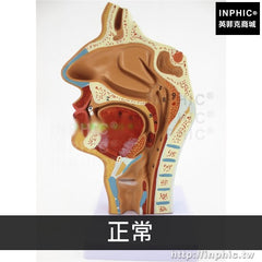 INPHIC-醫學模型頭部解剖模型人體鼻腔口腔咽喉解剖醫療實驗道具口鼻咽喉內側面血管神經模型-正常