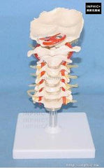 INPHIC-醫學模型有頸動脈後枕骨椎間盤模型醫學教具神經骨科模型醫療實驗道具人體頸椎模型