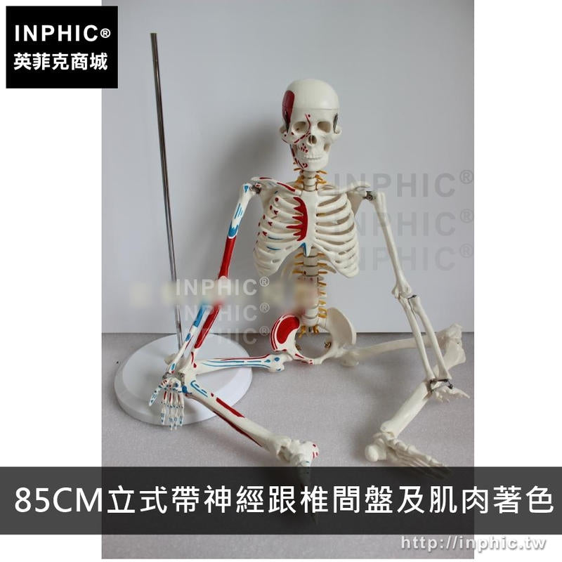 INPHIC-美術醫學模型醫療道具有支架骷髏骨架人體骨骼模型活動教學模型-85CM立式帶神經跟椎間盤及肌肉著色