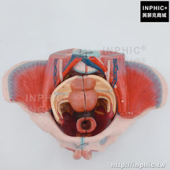 INPHIC-生殖器官和盆腔臟器女性骨盆附生殖器模型醫學模型醫療實驗道具醫學教具血管神經模型