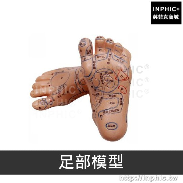 INPHIC-穴位模型人體模型中醫美經絡通銅人人體經絡模型醫學模型針灸男女-足部模型