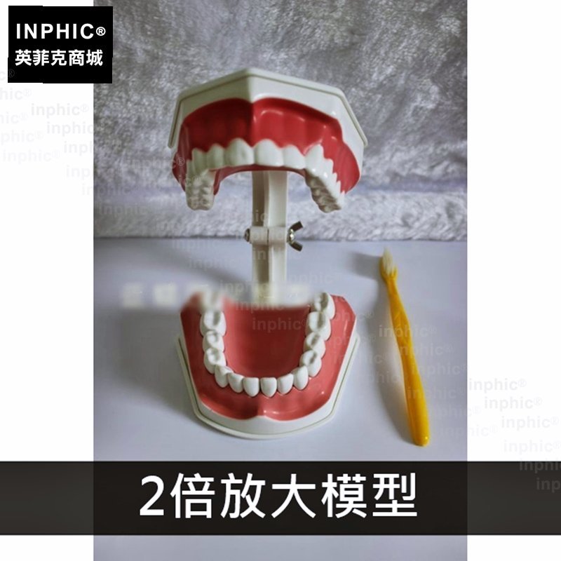 INPHIC-牙齒模型牙科演示構造刷牙教學口腔保健醫學模型牙醫牙齒-2倍放大模型