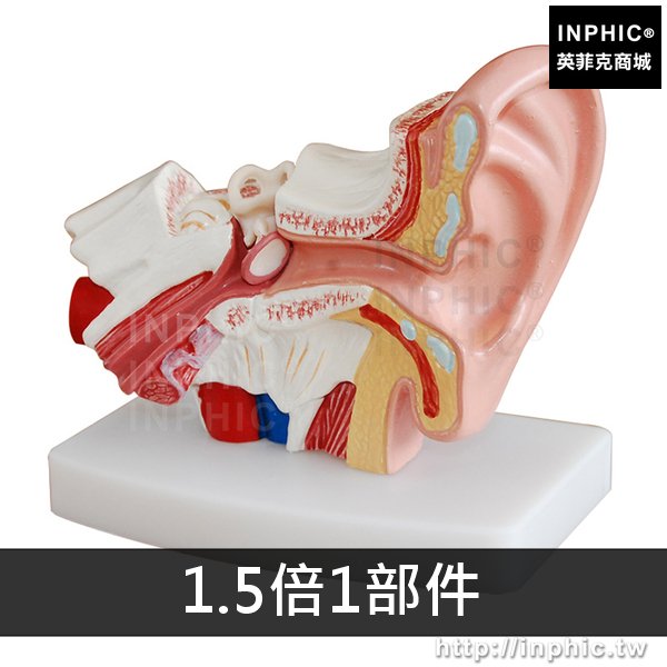 INPHIC-耳鼻喉科展示教學模型人耳解剖模型耳模型醫學模型內耳朵結構聽覺系統醫學教具-1.5倍1部件