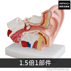 INPHIC-耳鼻喉科展示教學模型人耳解剖模型耳模型醫學模型內耳朵結構聽覺系統醫學教具-1.5倍1部件