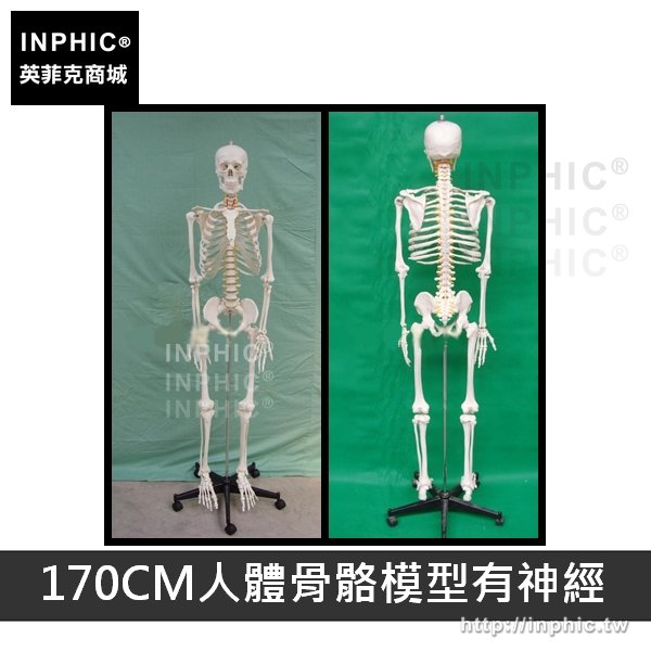 INPHIC-教學模型人體骨骼模型可活動醫療實驗道具有支架骷髏骨架美術醫學模型-170CM人體骨骼模型有神經