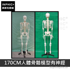 INPHIC-教學模型人體骨骼模型可活動醫療實驗道具有支架骷髏骨架美術醫學模型-170CM人體骨骼模型有神經