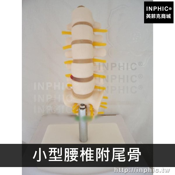 INPHIC-神經教學醫學模型腰椎脊椎醫療實驗道具成人五節腰椎有尾椎模型-小型腰椎附尾骨