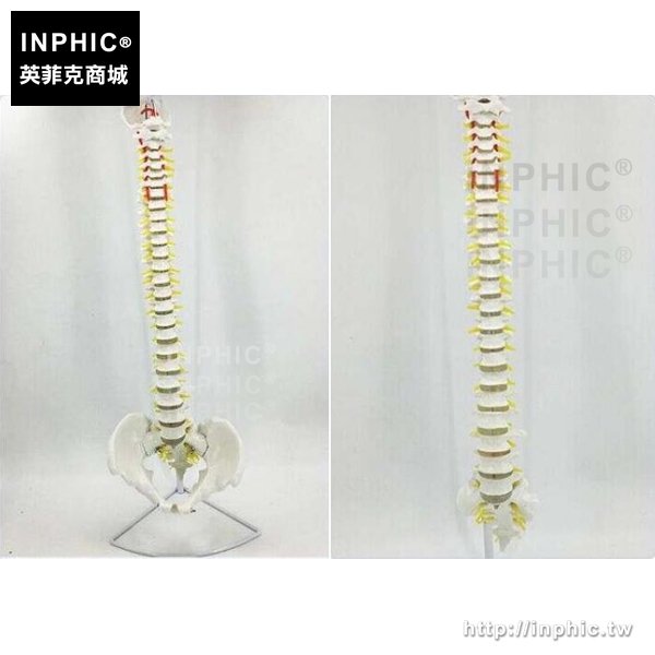 INPHIC-自然大脊椎模型帶頸椎胸椎尾椎盆骨醫療醫學模型教學模型成人1：7比例人體脊柱模型中醫按摩喬骨