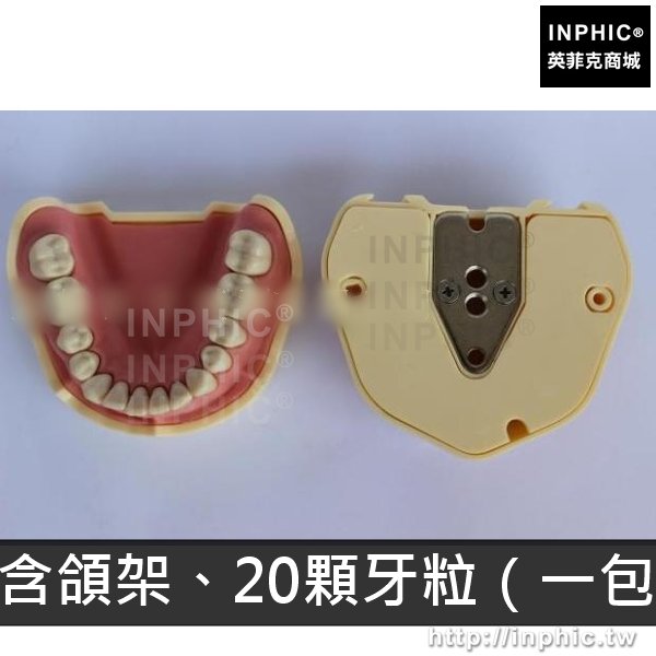 INPHIC-標準口腔模型口腔診療模型牙齒模型可拆卸鋁合架醫學模型醫療實驗道具-不含頜架