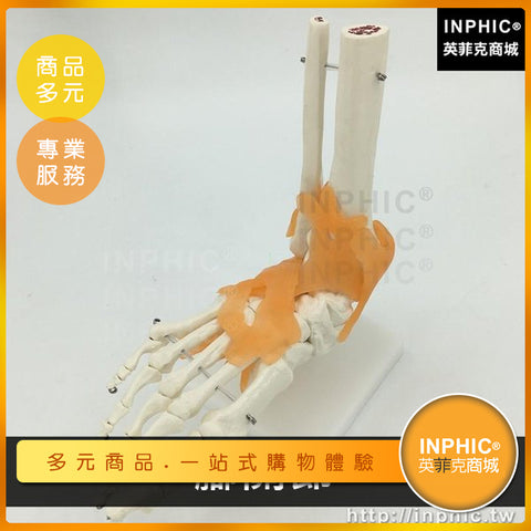 關節腔穿刺模型