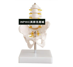 inphie-醫療小型骨盆 帶五節腰椎模型 脊柱模型骨科腰椎模型13cm