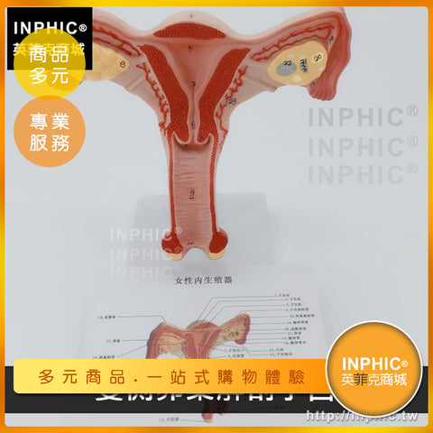 婦科檢查模型