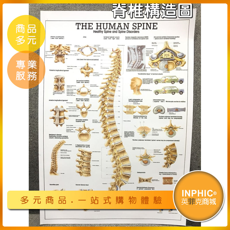 INPHIC-脊椎構造圖/脊椎教學圖-INFH02310BA