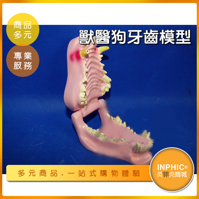 INPHIC-獸醫狗牙齒模型/犬牙口腔模型-INFH02110BA