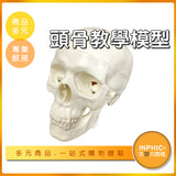 INPHIC-頭骨教學模型-INFH02210BA